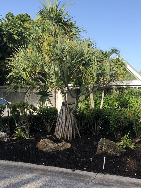 Pandanus Tree Landscaping, Pandanus Tree, Beach Landscaping, Island Garden, Plant Inspiration, Florida Plants, Vintage Logos, Garden Pool, Beach Landscape