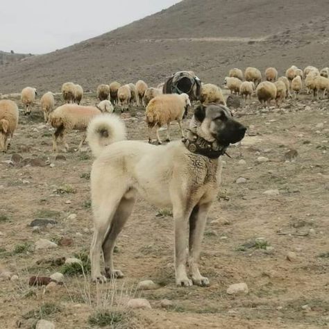 Breed ➡️ Kangal From @akifmetin Turkish Kangal, Alabai Dog, Dog Reference, Bd Ideas, How Draw, Kangal Dog, Livestock Guardian Dog, Livestock Guardian, Dog Aesthetic