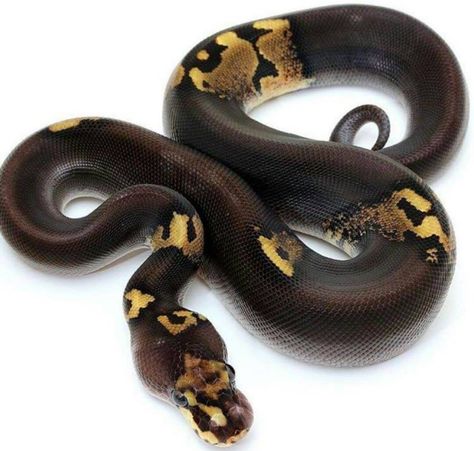 R Paradox Ball Python, Aesthetic Snakes, Black Pastel Ball Python, Pastel Ball Python, Boop Noodle, Ball Python Care, Dream Snake, Snake Heart, Pet Snakes