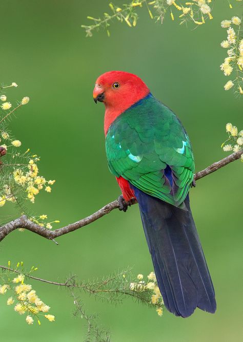 Australian King-Parrot (Alisterus scapularis) Fancy Birds, King Parrot, Australian Parrots, Parrot Drawing, Australian Fauna, Birds Watercolor, Bird Facts, Parrots Art, Funny Parrots