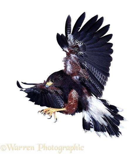 Harris Hawk landing Harris Hawk Tattoo, Harris Hawk, Hawk Tattoo, Tattoo Thigh, Bird Tattoo, Birds Tattoo, Thigh Tattoo, White Background, Witch