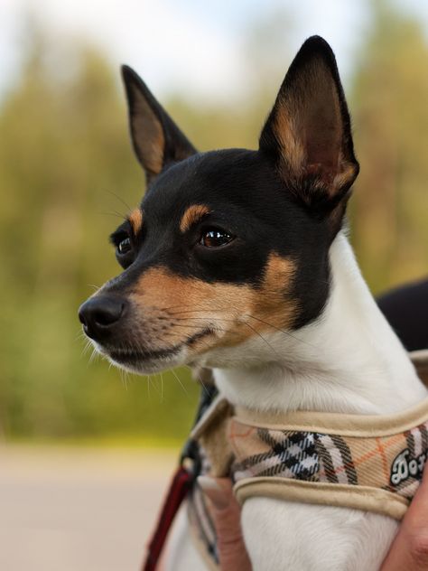 Fox Terrier Chileno, Toy Fox Terrier Puppies, Rat Terrier Puppies, Fox Terrier Puppy, Jack Terrier, Rat Terrier Dogs, Toy Fox Terriers, Irish Terrier, Terrier Breeds