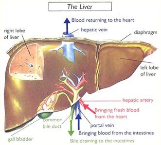 The liver is a reddish brown organ with four lobes of unequal size and shape. A human liver normally weighs 1.44–1.66 kg (3.2–3.7 lb),[3] and is a soft, pinkish-brown, triangular organ. It is both the largest internal organ (the skin being the largest organ overall) and the largest gland in the human body. It is located in the right upper quadrant of the abdominal cavity, resting just below the diaphragm. The liver lies to the right of the stomach and overlies the gallbladder. It is connecte... Healthy Detox Cleanse, Detox Your Liver, Bile Duct, Liver Detox, Healthy Liver, Healthy Detox, The Liver, Medical Knowledge, Liver Health