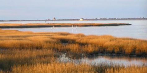 Assateague Island Assateague Island National Seashore, Assateague Island, Salt Marsh, National Parks Usa, Us National Parks, Most Beautiful Beaches, Rv Camping, Water Painting, Land Scape