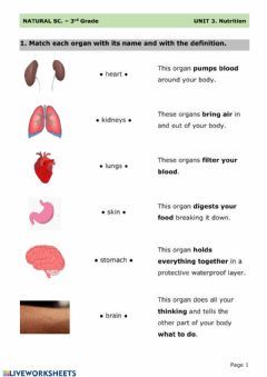 Human Body Systems Worksheets, Human Body 2nd Grade, Sense Organs Worksheets For Grade 1, Internal And External Organs Worksheet, Body Systems Worksheets, Human Body Organs, Human Body Activities, Group 8, Internal Organs