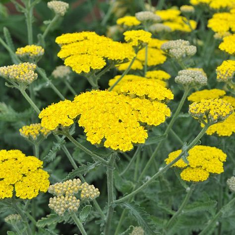 Moonshine Yarrow, Yarrow Tincture, Yellow Perennials, Yarrow Plant, Attracting Butterflies, High Country Gardens, Achillea Millefolium, Drought Resistant, Pollinator Garden