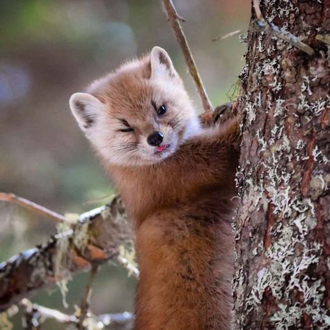 Pine Martens, Pine Marten, Ontario Parks, Animal Study, Super Cute Animals, Silly Animals, Animal Sketches, Cute Animal Photos, Cute Creatures