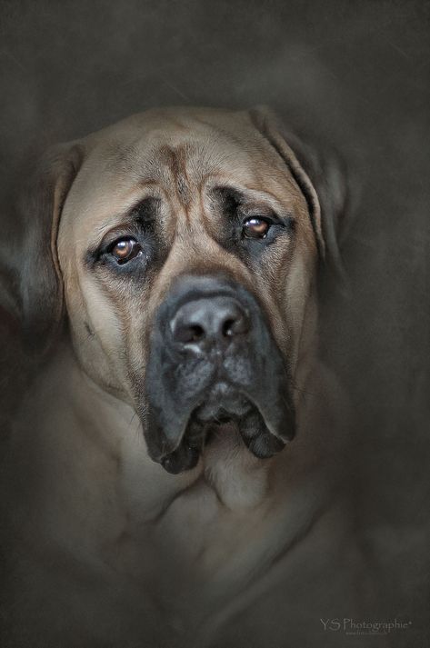 Draw Fur, Chien Cane Corso, Bull Mastiff Dogs, Dog Face Drawing, Animal Funnies, Dog Portraits Art, Dog Anatomy, Mastiff Dogs, English Mastiff