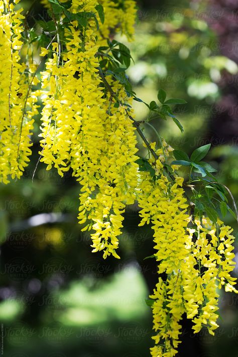 Laburnum Boughs In The Sunllight by Ruth Black Flowers For Wallpaper, Golden Chain Tree, Flower Paint, Prairie Flower, Prairie Garden, Spring Yellow, Best Nature Wallpapers, Yellow Garden, Growing Gardens