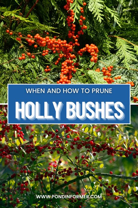 Timing is key when pruning holly bushes. Consider these seasonal aspects to ensure your holly bushes thrive and maintain their beauty. Discover the best practices for effective holly bush pruning. #HollyPruning #GardenTips #HealthyPlants #PruningGuide #SeasonalCare Winterberry Holly, Pond Netting, Holly Bush, Pruning Saws, Pond Aerator, Pond Filters, Holly Tree, Perennial Shrubs, Flower Therapy