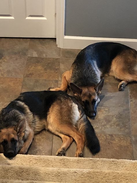 Two German Shepherd’s sisters just chilling Two German Shepherd Dogs, Two German Shepherd, Just Chilling, Cutest Animals, Military Heroes, Service Dog, Tiny Dogs, Cane Corso, German Shepherds