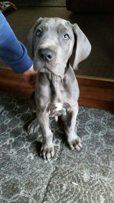 Blue great dane puppy at 10 weeks old Great Dane Grey, Blue Great Dane Puppies, Grey Great Dane, Grate Dane Puppies, Great Dane Newborn Puppies, Great Dane Cropped Ears, Black Grate Dane, Blue Great Danes, Dane Puppies