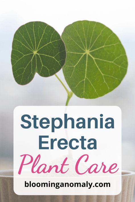 Stephania Erecta Plant Care Stefania Erecta Plant, Stephania Erecta Plant Care, Stefania Erecta, Stephania Erecta Plant, Caudex Plants, Stephania Erecta, Serenity Garden, Urban Gardens, Green Ideas