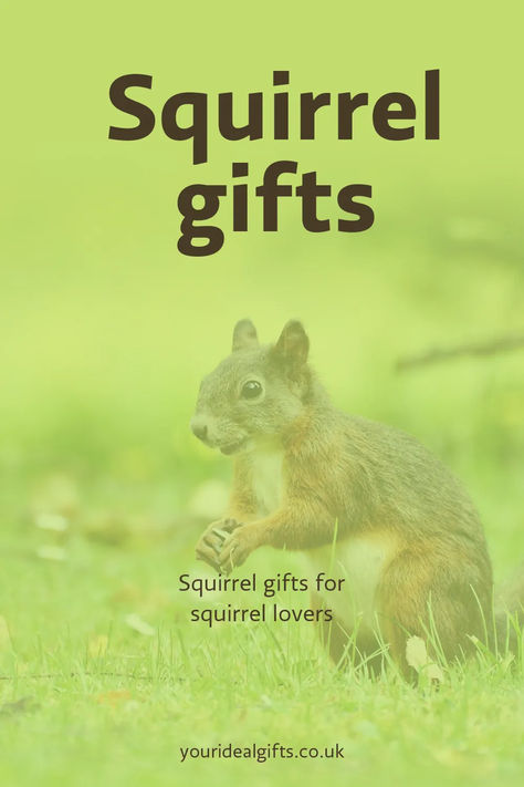 Squirrel Gifts Squirrel Gift, Cute Squirrel, Gifts For Adults, Squirrels, Pet Gifts, Ideal Gift, Super Cute, Gift Ideas, Animals