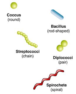 shapes of bacteria Shapes Of Bacteria, Cell Wall Structure, Bacteria Shapes, Bacterial Cell, Microbiology Study, Biology Ideas, Surgical Technologist, Medical Laboratory Science, Technology Life