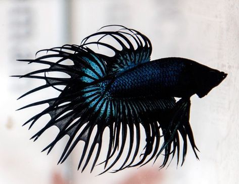 Black Orchid Crown Tail Male Betta | Arizona Aquatic Gardens Orchid Crown, Betta Fish Toys, Black Orchids, Orchid Illustration, Tiger Fish, Orchid Drawing, Breeding Betta Fish, Orchids Painting, Orchid Photography