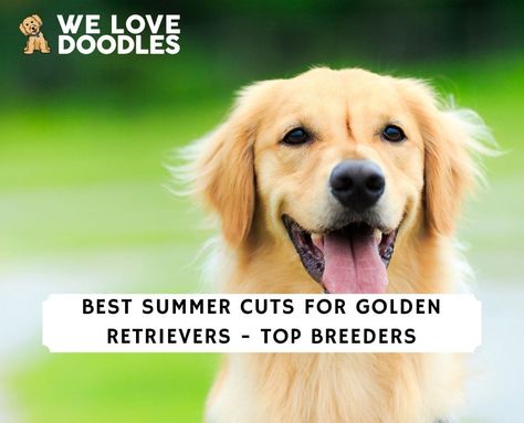 5 Best Summer Cuts For Golden Retrievers! (2023) - We Love Doodles Golden Retriever Summer Cut, Golden Retriever Summer Haircut, Lion Cut Dog, Golden Retriever Haircut Styles, Dog Preparation, Golden Retriever Grooming Styles, Golden Retriever Haircut, Golden Retriever Grooming, Kinds Of Haircut