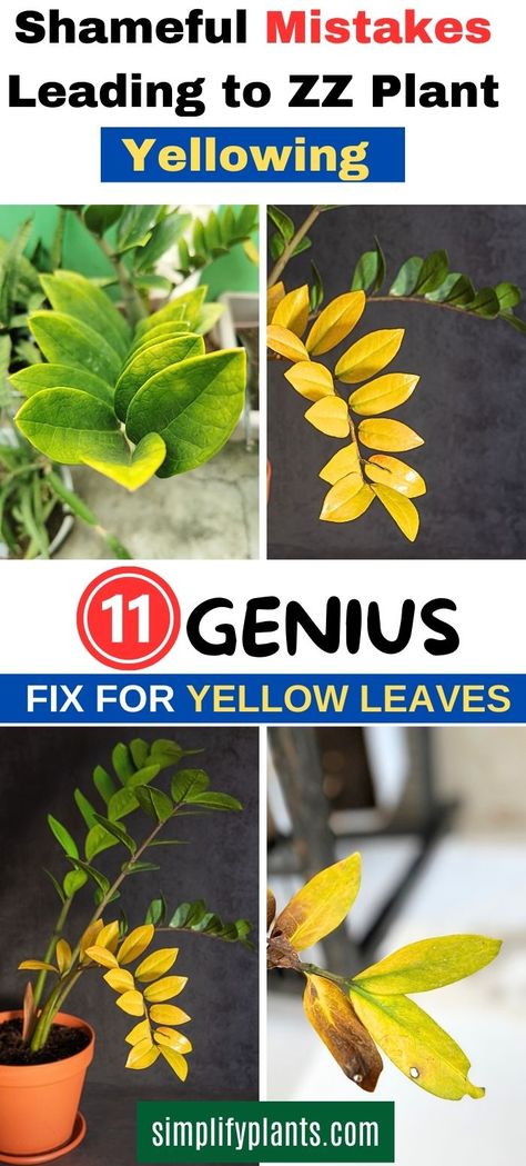 it's a common issue that many indoor plant owners face. But did you know that the cause of yellowing ZZ plant leaves might be due to some shameful mistakes in plant care It's essential to understand the basics of ZZ plant care, including how to water plants, identify plant deficiencies, and create the perfect soil mix. Our expert tips cover all aspects of indoor plant care, from garden plants to house plants. Plus, we'll show you how to turn your ZZ plant into a stunning piece of garden art! Zz Plant Care Tips, Yellow Plant Leaves, Zz Plant Care Yellow Leaves, Z Z Plant, Zz Plant Decor, Z Plant, Yellow Leaves On Plants, Zz Plant Care, Plant Leaves Turning Yellow