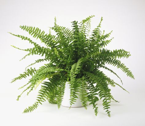 Boston ferns are hearty but still need care to stay looking fresh and attractive. Follow these tips on growing conditions, watering, and propagation. Easy To Grow Houseplants, Ferns Care, Air Purifying House Plants, Boston Fern, Healing Plants, Best Indoor Plants, Bathroom Plants, Fern Plant, Houseplants Indoor