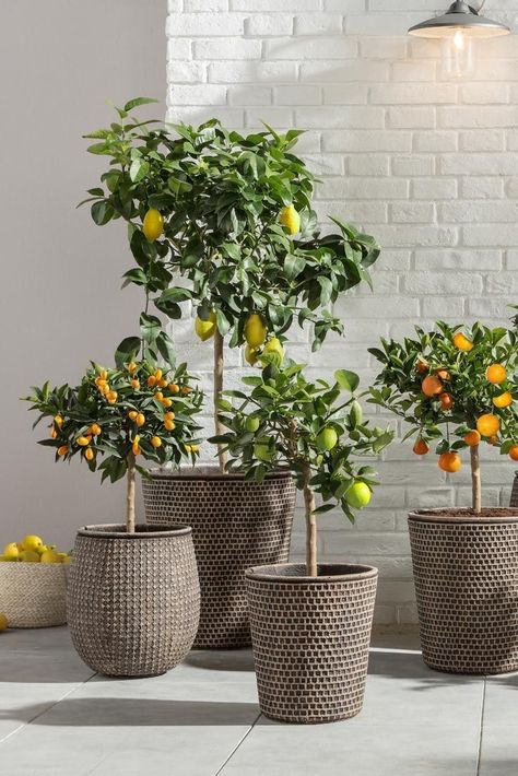 Lemon Trees, Potted Plants Outdoor, Citrus Trees, Outdoor Gardens Design, House Plants Decor, Roof Garden, Outdoor Plants, Backyard Design, Backyard Landscaping Designs