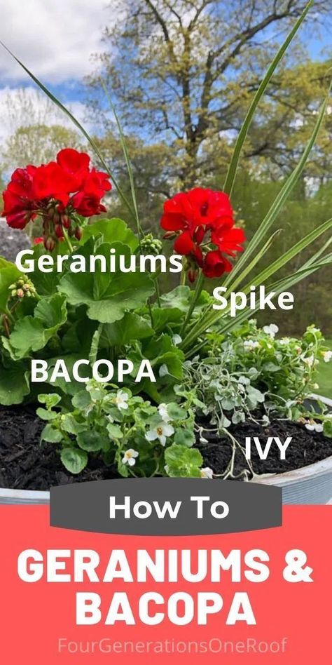 How to plant geraniums in planters with Bacopa, Ivy and a Spike plant. We purchased these gorgeous affordable gray bowl planters from Amazon and in 30 minutes created a lush planter for on top of our stone driveway entrance column. #geraniums #plantinggeraniums #redgeraniums #gardening #stonecolumns #drivewayentranceideas Geranium Planters, Geraniums In Pots, Spike Plant, Bacopa Plant, Front Porch Flower Pots, Outdoor Columns, Hydrangea Potted, Front Porch Flowers, Potted Geraniums