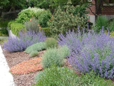 Texas Native Plants Landscaping, Xeriscape Plants, Xeriscape Front Yard, Native Plant Landscape, Texas Landscaping, Xeriscape Landscaping, Texas Native Plants, Landscaping Rock, Beautiful Home Gardens