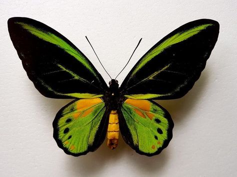 Ornithoptera Akakeae [Hybrid (S. rothschildi X O. priamus poseidon) ] SUPER RARE Price:  US $650.00 Rare Butterfly, Butterfly Photography, Beautiful Butterfly Pictures, Butterfly Species, Cool Bugs, Green Butterfly, Butterfly Drawing, Watercolor Projects, Butterfly Pictures