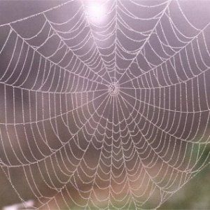 spiderweb_traditional-tales_Humanity-Healing Orb Spider, Orb Weaver Spider, Orb Weaver, Spider Web Design, Traditional Tales, Honey Bee Hives, Spider Art, Spider Webs, Organic Pattern