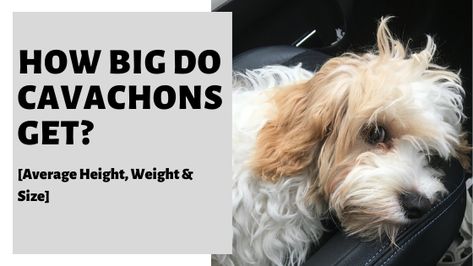 How Big Do Cavachons Get? [Average Height, Weight & Size] What Size Is A Fully Grown Cavachon? What Age Does A Cavachon Stop Growing? How Long Is A Cavachon A Puppy? Keeping A Cavachon At A Healthy Weight #Cavachon Cavachons #Cavachonsize #Cavachonpuppy Cavachon Full Grown, Cavachon Puppies, Average Height, Average Weight, A Puppy, Healthy Weight, Dog Owners, Pet Dogs, Puppies