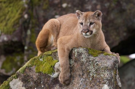 This cougar, who loves long walks in the woods (where you can't shout for help). Prairie Dog, Mountain Lion, Biome, Cheetahs, Leopards, Taxidermy, Big Cats, Wild Cats, Mammals