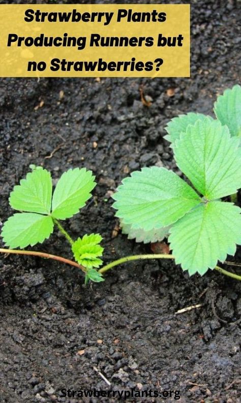 Strawberry Raised Garden Bed, Propagate Strawberries, Strawberry Gardening, Strawberry Garden Beds, Strawberry Planting Ideas, Strawberry Growing Ideas, Strawberry Patch Ideas, Strawberry Plants Growing, How To Prune Strawberry Plants