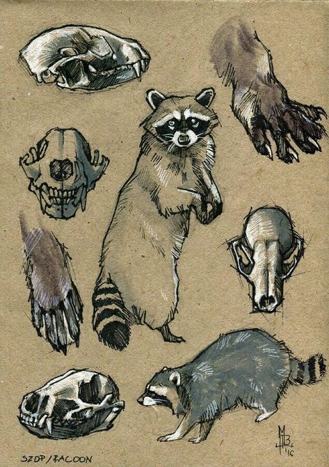 Animal Reference Photos, Raccoon Drawing, Raccoon Art, Animal Reference, Animal Study, Arte Inspo, Scientific Illustration, Animal Sketches, Racoon