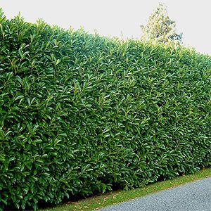 While an impressive fence does provide a welcome sense of privacy, even the nicest ones can have the unfortunate effect of shouting “keep out”. Tall, thick, and Hedges Landscaping, Cerca Natural, Laurel Hedge, Shrubs For Privacy, Tall Shrubs, Evergreen Hedge, Garden Hedges, Privacy Trees, Privacy Plants