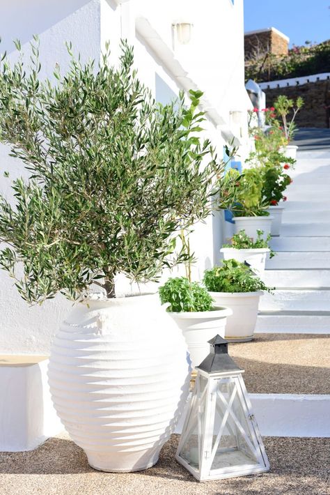 Greek Balcony Decor, Greek Plant Pots, Greek Style Backyard, Greek Backyard Ideas, Greek Garden Design, Greece Inspired Backyard, Greek Landscaping, Greek Decor Outdoor, Greek Garden Aesthetic