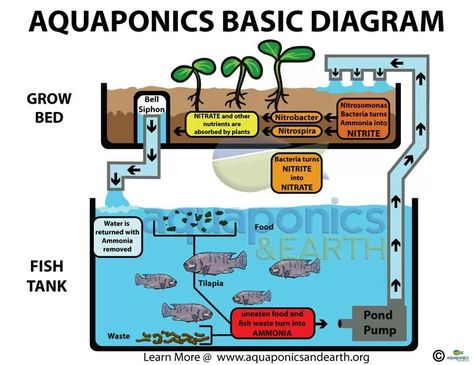 Aquaponics diagram Diy Aquaponics, Aquaponic System, Aquaponics Greenhouse, Backyard Aquaponics, Taman Air, Aquaponics Fish, Aquaponics Diy, Aquaponic Gardening, Pub Set