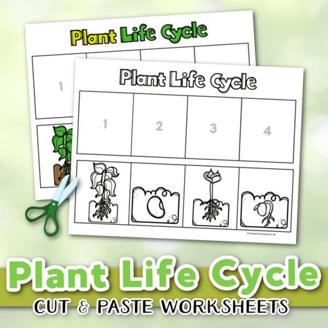 Plant Life Cycle For Kindergarten, Plant Worksheet, Plants Life Cycle Activities, Plant Life Cycle Worksheet, Learning About Plants, Life Cycle Activities, Homeschooling Classroom, Plants Worksheets, Cycle For Kids