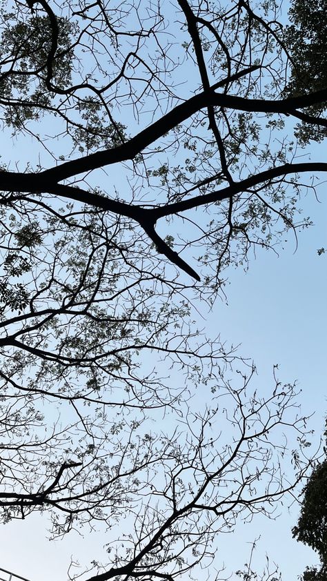 Tree branches, branches in bangalore, trees of banaglore, bangalore trees, trees in Bangalore aesthetic Bangalore Aesthetic, Sunset Quotes Instagram, French Cinema, Quotes Instagram, Sunset Quotes, Bangalore, Tree Branches, Trees, Moon