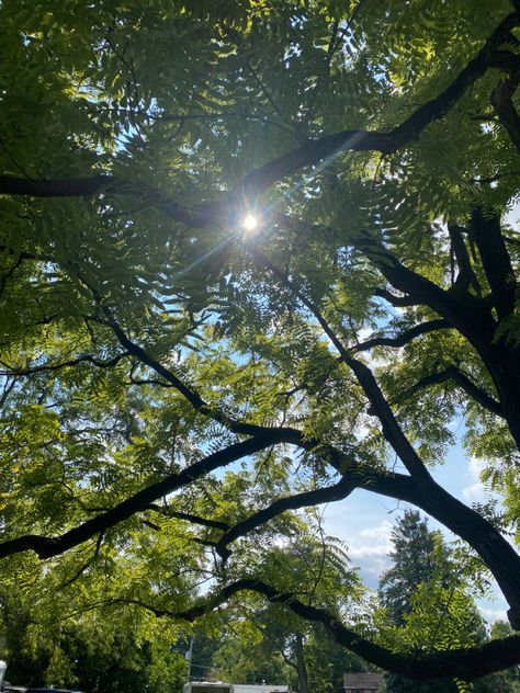 Trees Looking Up, Under A Tree Aesthetic, Jordyn Aesthetic, Laying Under A Tree, Painted Skies, Trees Aesthetic, Tree Aesthetic, Tuck Everlasting, Shadow Drawing