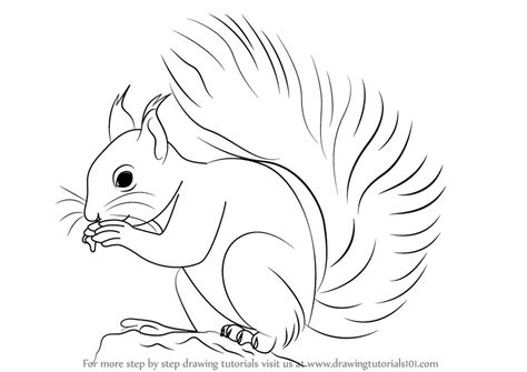 Learn How to Draw a Red Squirrel (Rodents) Step by Step : Drawing Tutorials Squirrel Outline Drawing, Squirrel Outline, Draw A Squirrel, Animal Drawing Inspiration, Squirrel Drawing, Cartoon Squirrel, Squirrel Painting, Squirrel Art, Learn Drawing