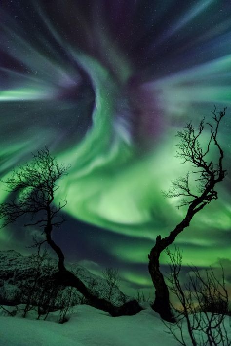 Astronomy Photographer of the Year 2014: Creature by Ole Christian Salomonsen (Norway) Astronomy Pictures, Northern Lights (aurora Borealis), Aurora Borealis Northern Lights, Acrylic Landscape, Tromso, Natural Phenomena, Beautiful Sky, Science And Nature, Aurora Borealis