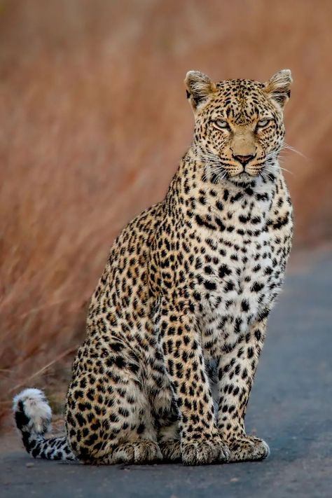 Leopard (Panthera pardus) / Léopard / Image by hanno.erasmus.1 (Hanno Erasmus) from instagram Leopard Photos, Leopard Photo, Leopard Pictures, Big Cats Photography, African Leopard, Wild Animals Photography, Lion King Art, Exotic Cats, Animals Amazing