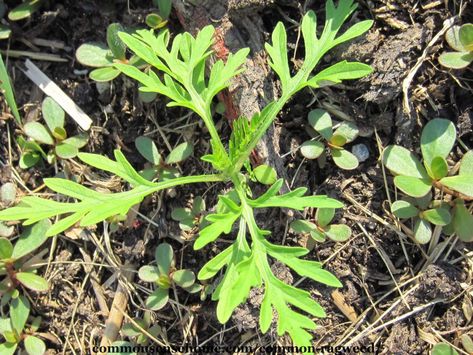 Tips to Beat Ragweed Season - We'll explain what common ragweed is, identify prime ragweed season, and talk about ragweed allergies and ragweed control. Ragweed Allergy Remedies, Ragweed Allergy, Allergy Remedies, What To Use, Best Supplements, Urdu Poetry, Allergies, Talk About, Grapes