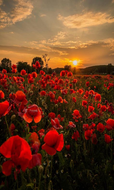 Aesthetic Red Flower Field Wallpapers - Wallpaper Cave Red Core Aesthetic, Red Flower Wallpaper, Winter Clouds, Rose Field, Mountains Sunrise, Spring Picture, Early Morning Sun, Beach Winter, Sunrise Nature