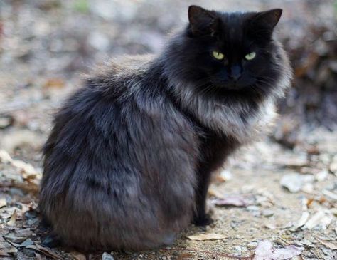 rescue feral black cat grows silver fur Grey And Black Cat, Fluffy Cat Breeds, Fluffy Black Cat, Cat References, Black Cat Tattoos, Cats Pictures, Cat Proofing, Oc Inspo, Grey Cat