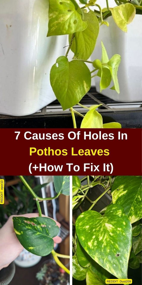 "Discover the 7 causes of holes in pothos leaves and learn how to fix them! 
This guide explores common issues like pothos leaf damage, pests, and 
diseases. If you're wondering, ""Why do my pothos leaves have holes?"" or 
facing pothos leaf problems, we've got you covered. Keep your pothos 
healthy and thriving by understanding the causes of holes in pothos leaves 
and effective solutions. Perfect for plant lovers seeking to restore their 
pothos plants!" Pothos Plant Care, Pothos Vine, Pothos Plants, Lucky Plant, Golden Pothos, Garden Solutions, Plant Problems, Indoor Plant Care, Pothos Plant