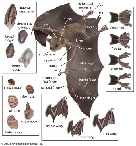 Bat Anatomy Bat Anatomy, All About Bats, Bat Species, Bat Art, Fruit Bat, Cute Bat, Animal Facts, Zoology, Creature Design