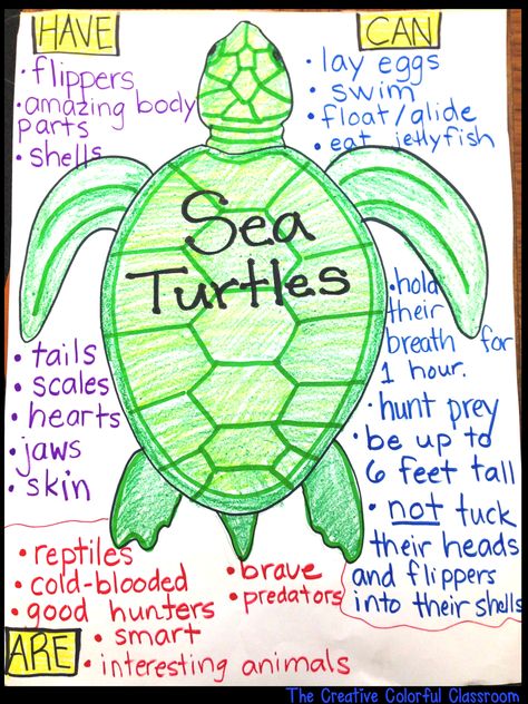 Here you will find a collection of anchor charts that have been helpful in my classroom. To find the post related to the anchor chart click ... Sea Turtle Anchor Chart, Summer Anchor Chart, Ocean Animals Anchor Chart, Sea Turtle Preschool Activities, Sea Turtle Project For School, Ocean Study Preschool, Sea Turtle Art Project, Ocean Anchor Chart, Sea Turtle Preschool