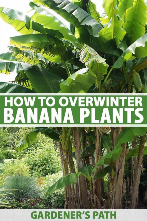 Banana Trees Landscape, Red Banana Tree, Banana Plant Care, Overwintering Plants, Grow Banana Tree, Budget Gardening, Banana Leaf Tree, Green Backyard, Banana Trees