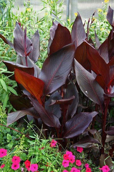 Another canna - Canna 'Australia' - tropical -  zones 10-11, 6-8 ft tall, full sun, gorgeous almost black leaves.  There are so many fascinating cannas, with different color blooms & very interesting foliage. Some cannas grow up to 10 ft tall & some dwarf varieties grow less than 2 feet. (More info on other pins) Canna Lilies, Florida Plants, Canna Lily, Pool Landscape Design, Lily Bulbs, Full Sun Plants, Shallow Water, Spring Flowering Bulbs, Front Landscaping