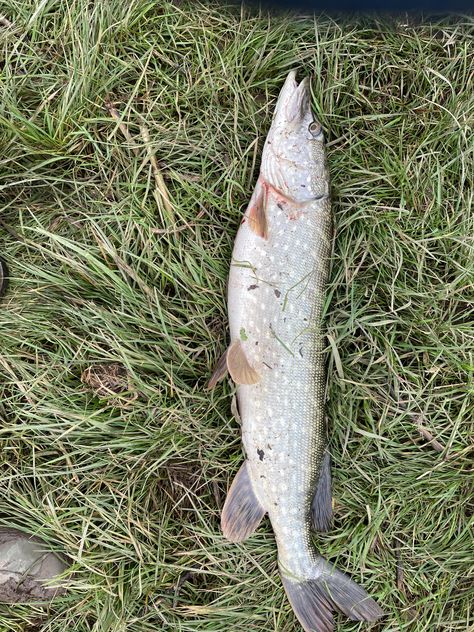 New to pike fishing. That is the largest I’ve caught but. How a lot do you suppose it weighs?
 -10tphky Stuff To Airdrop, Pike Fish, Pike Fishing, Free Hugs, Life Hack, Hunting Fishing, Random Stuff, Hunting, Fishing